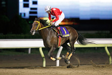 昨年優勝馬：ブラウンレガート