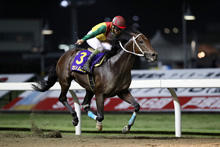 昨年優勝馬：カンムル