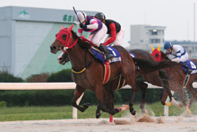 昨年優勝馬：ポルタディソーニ