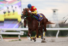 昨年優勝馬：ドリームズライン