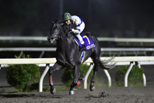 昨年優勝馬：モズオトコマエ