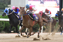 昨年優勝馬：フリビオン
