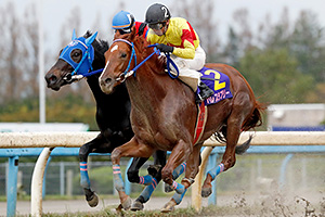 過去6年の競走成績 2018