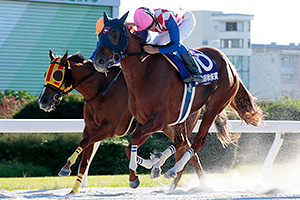 過去6年の競走成績 2019