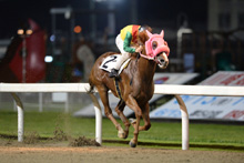 ��N�D���n�F�t���b�g���C�i�[�Y