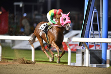 ��N�D���n�F�t���b�g���C�i�[�Y