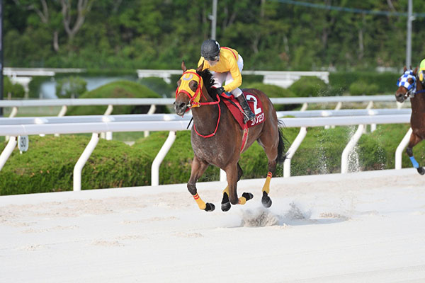 グランダム・ジャパン2025  3歳シーズン総合優勝馬　コパノエミリア(愛知)